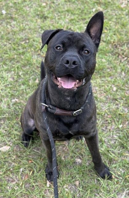 REESES - Staffordshire Bull Terrier / Rottweiler available for adoption