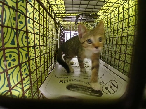 BACON - Domestic Short Hair available for adoption