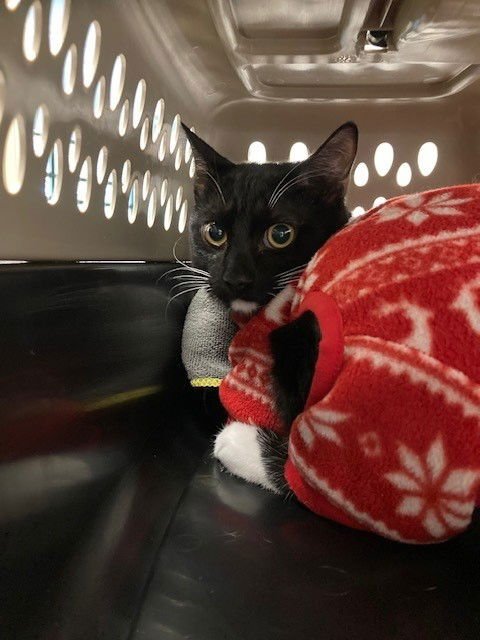 A2446198 - Domestic Short Hair available for adoption