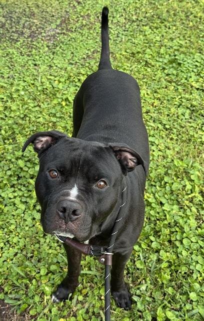 DRACO - American Staffordshire Terrier available for adoption