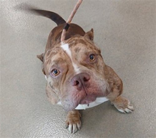 TOAST - English Bulldog available for adoption