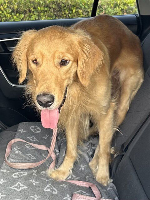 JAKE - Golden Retriever available for adoption