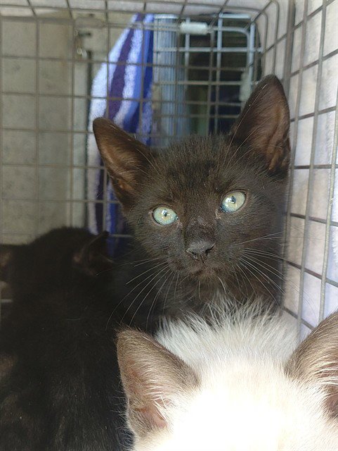 FABLE - Domestic Short Hair available for adoption