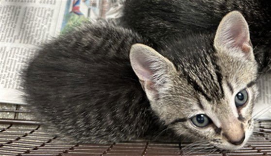 A2472744 - Domestic Short Hair available for adoption