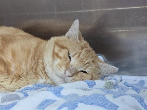 MILES - Domestic Short Hair available for adoption