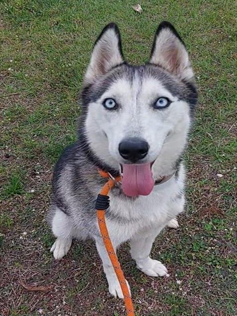 BARBIE - Siberian Husky available for adoption