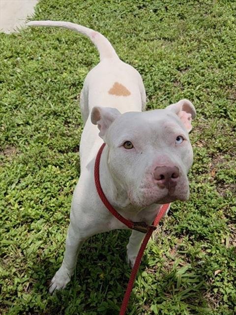 DIAMOND - American Staffordshire Terrier available for adoption