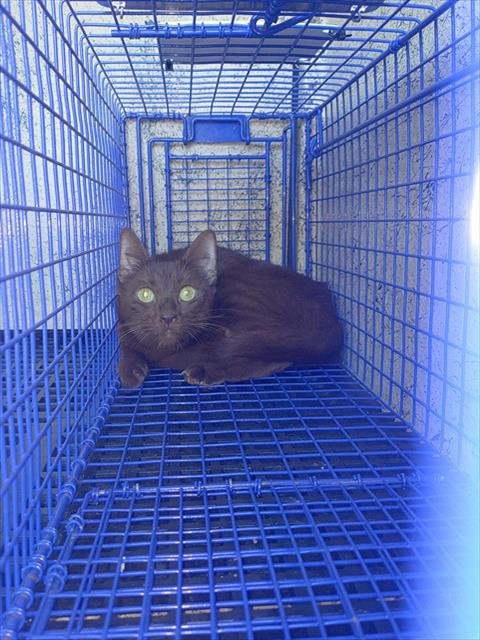 TEAK - Domestic Short Hair available for adoption