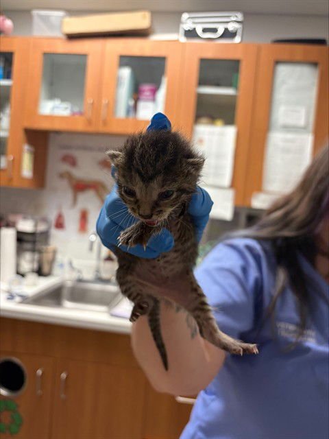 A2472510 - Domestic Short Hair available for adoption