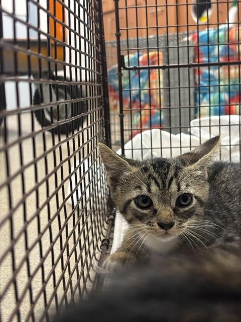 GINO - Domestic Short Hair available for adoption