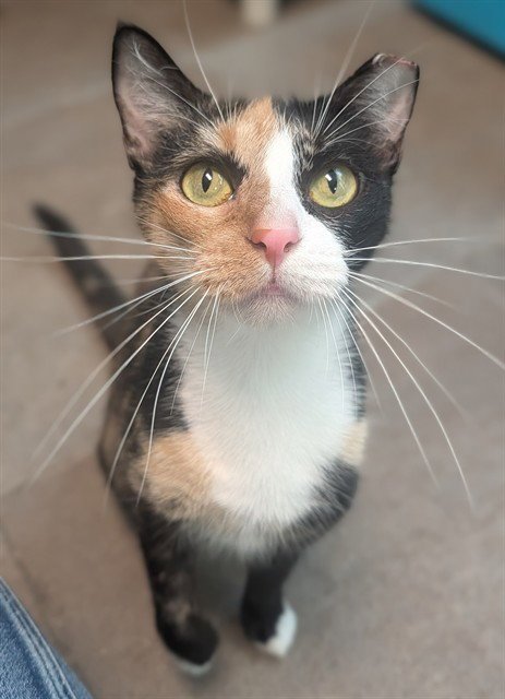 SOLSTICE - Domestic Short Hair available for adoption
