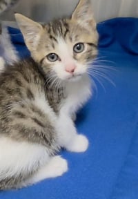JAZZY - Photo 1
