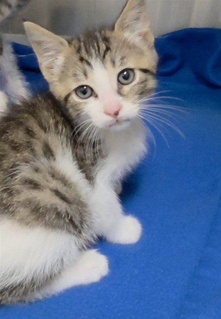 JAZZY - Domestic Short Hair available for adoption