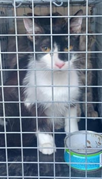TUNA - Photo 1