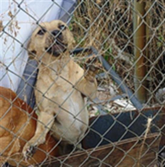 MAX - Chihuahua / Dachshund available for adoption