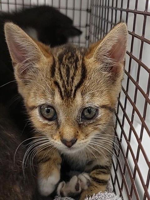 VASQUEZ - Domestic Short Hair available for adoption