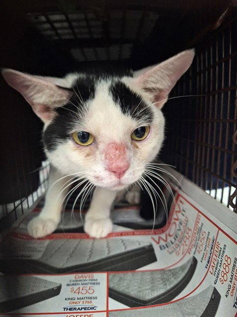 A2478361 - Domestic Short Hair available for adoption