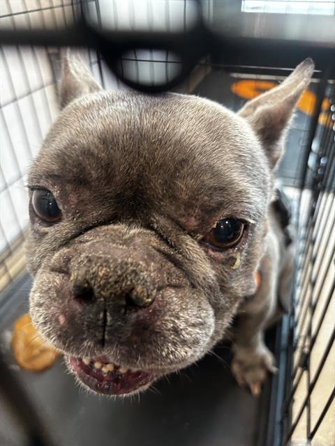 NAVY - French Bulldog available for adoption
