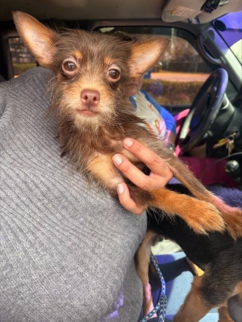 VERONICA - Chihuahua / Yorkshire Terrier Yorkie available for adoption
