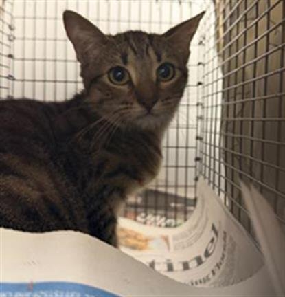 FRANKIE - Domestic Short Hair available for adoption