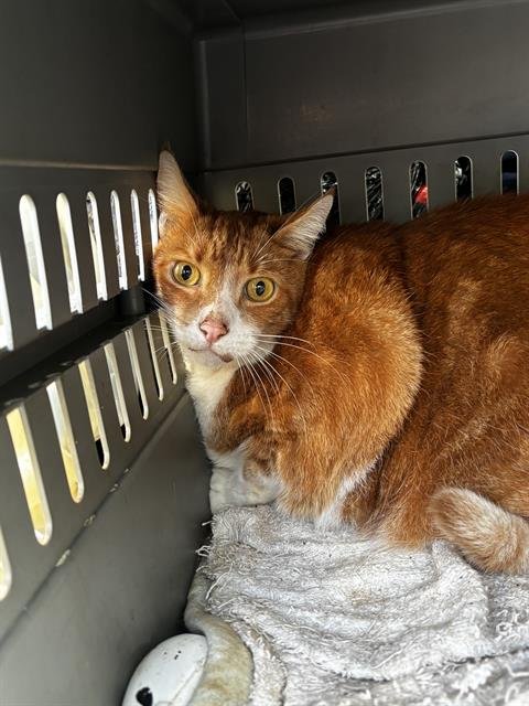 SYMBA - Domestic Short Hair available for adoption