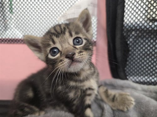 A2475466 - Domestic Short Hair available for adoption