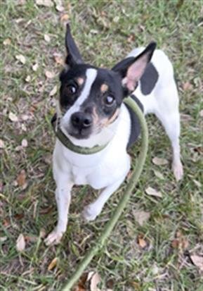 MYRTLE - Rat Terrier available for adoption