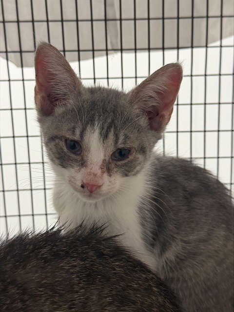 DESI - Domestic Short Hair available for adoption