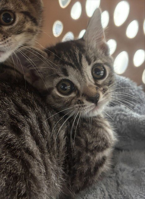 A2476428 - Domestic Short Hair available for adoption