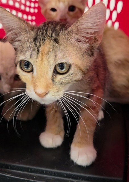 A2478246 - Domestic Short Hair available for adoption