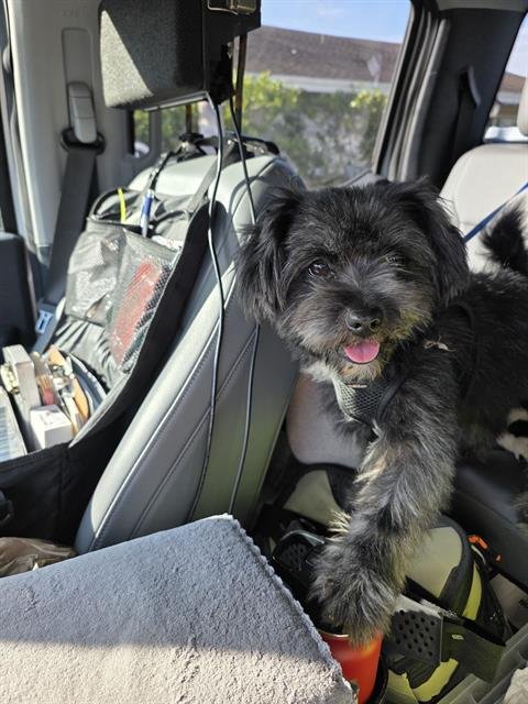 ENZOPOLO - Lhasa Apso available for adoption