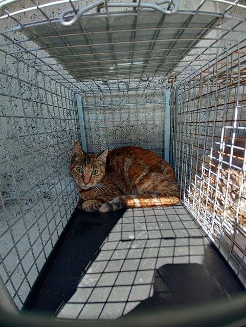 TAMMY - Domestic Short Hair available for adoption