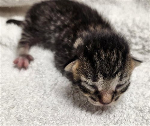 A2474555 - Domestic Short Hair available for adoption