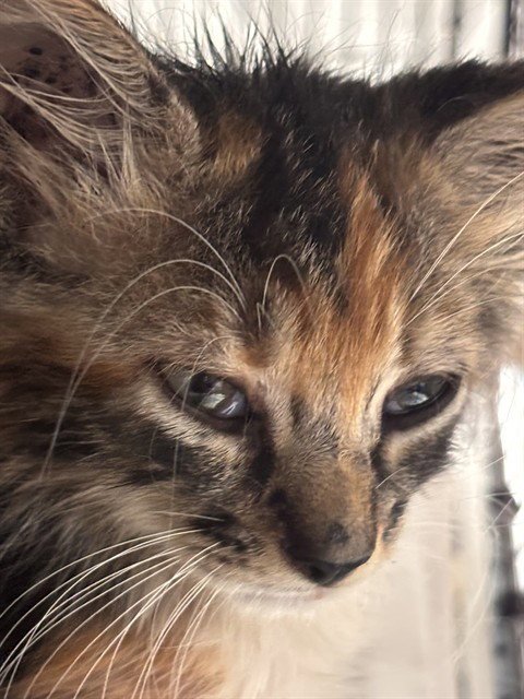 WILLOW - Domestic Short Hair available for adoption