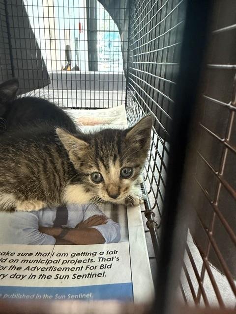A2481368 - Domestic Short Hair available for adoption