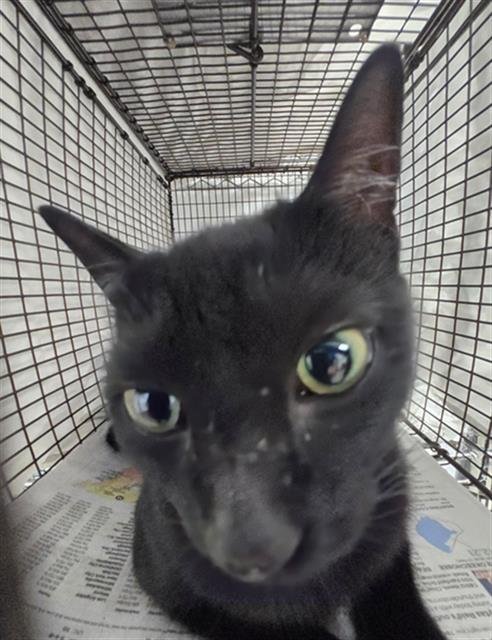 BEANS - Bombay available for adoption