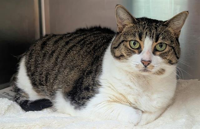 LUCY - Domestic Short Hair available for adoption