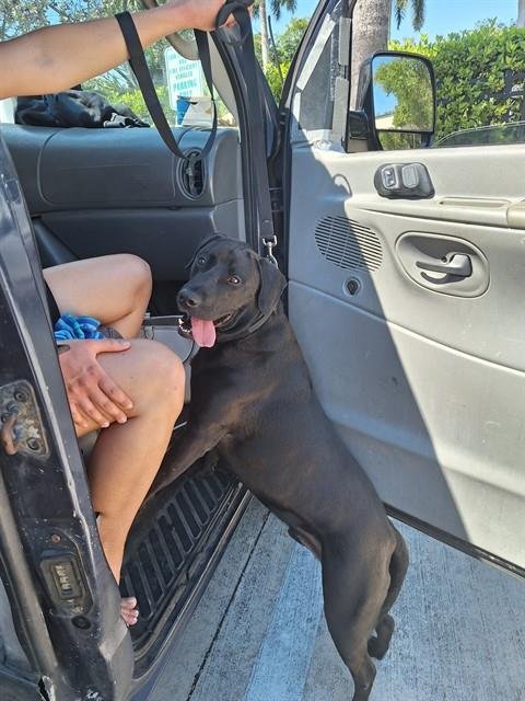 LOUIS - Labrador Retriever available for adoption