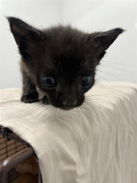 A2458406 - Domestic Short Hair available for adoption