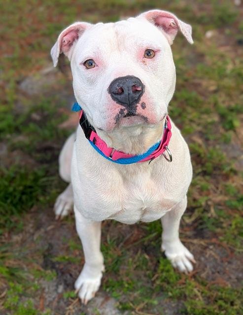 CARMELO - Pit Bull Terrier available for adoption