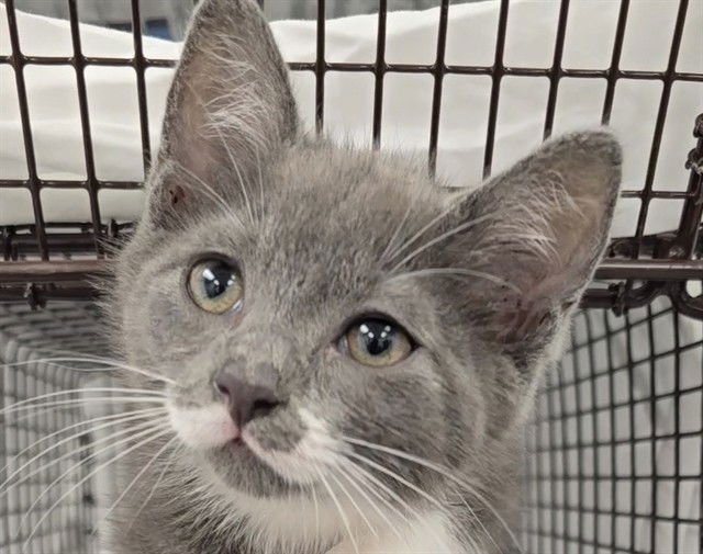 MURRAY - Domestic Short Hair available for adoption