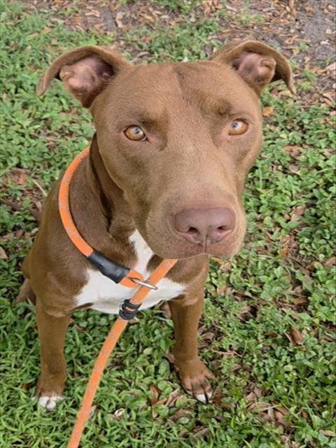 ROMO - American Staffordshire Terrier available for adoption
