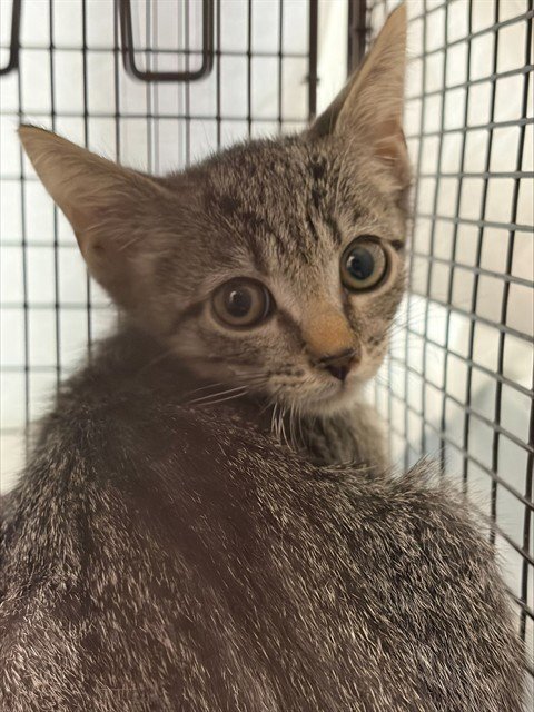 A2478681 - Domestic Short Hair available for adoption