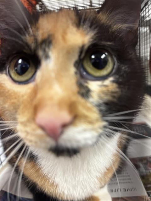 NEFERTITI - Domestic Short Hair available for adoption