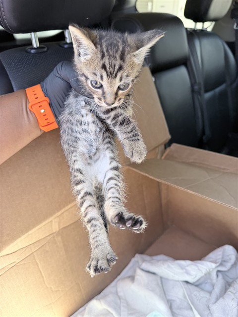 TAI LUNG - Domestic Short Hair available for adoption