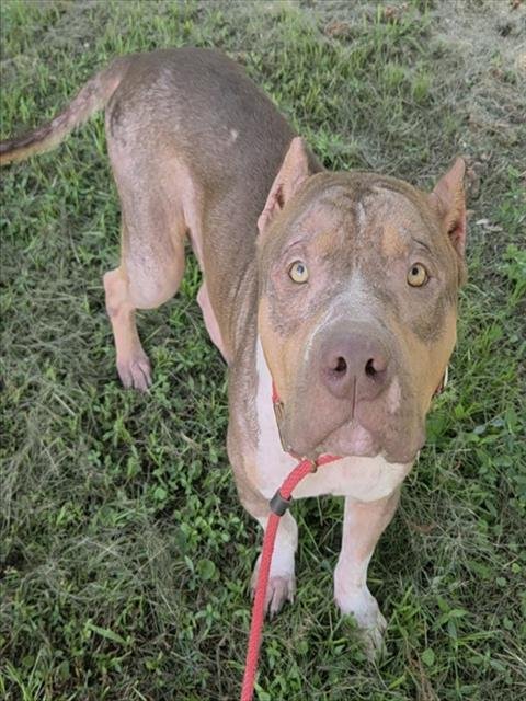LION - American Staffordshire Terrier available for adoption