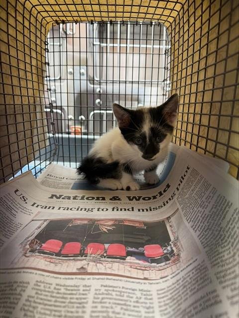 A2480491 - Domestic Short Hair available for adoption