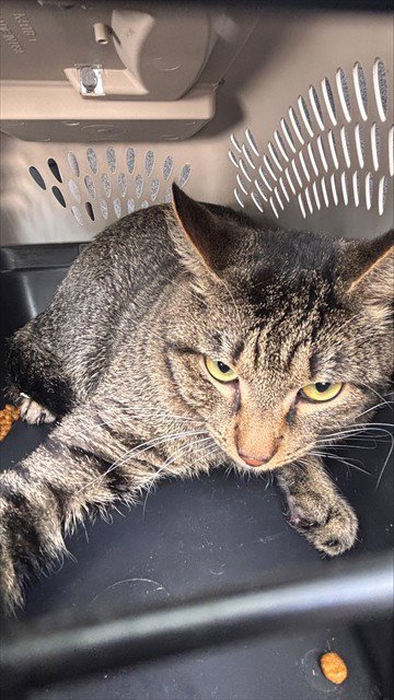 TIGER - Domestic Short Hair available for adoption