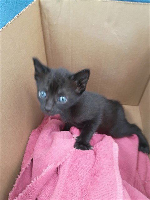A2476755 - Domestic Short Hair available for adoption