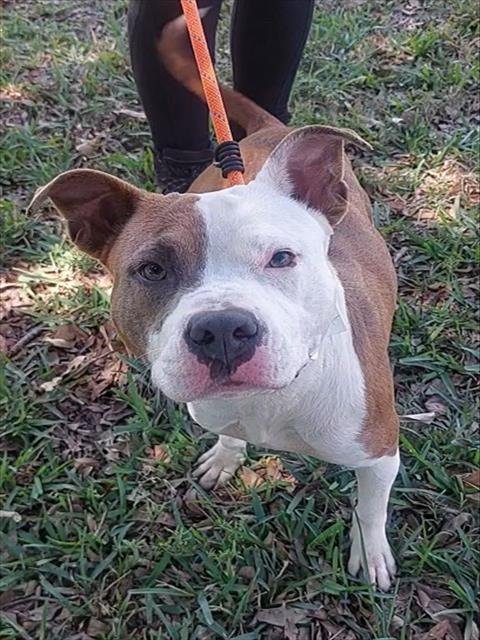 MADISON - Pit Bull Terrier available for adoption